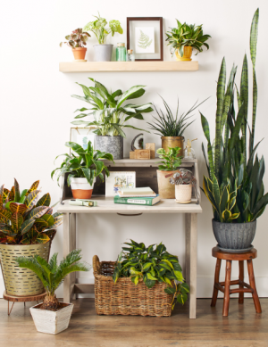 6 Month Plant Plan Flower Subscription