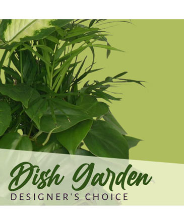 Dish Garden Designer's Choice in Brenham, TX | Sunny Day Blossoms Design Studio