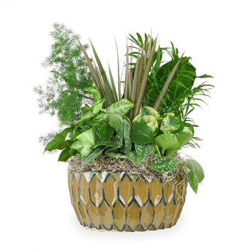 Dishgarden- Ceramic   in Brenham, TX | Sunny Day Blossoms Design Studio