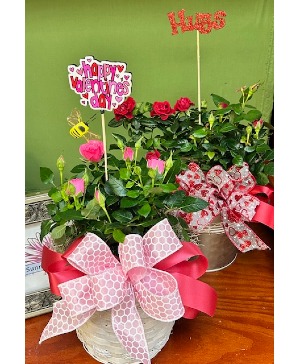 Garden of Love Blooming Plant