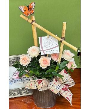 Rose Aroma Blooming Plant