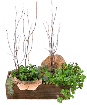 Spectacular Succulents Succulent Planter