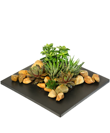 Succulent Escape Garden of Plants in Brenham, TX | Sunny Day Blossoms Design Studio